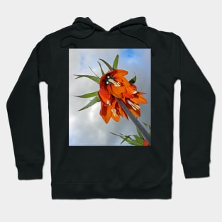 Orange Fritillaria from underneath Hoodie